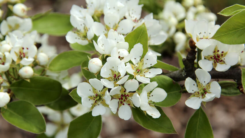 Pyrus Communis - Αχλαδιά - Gardens