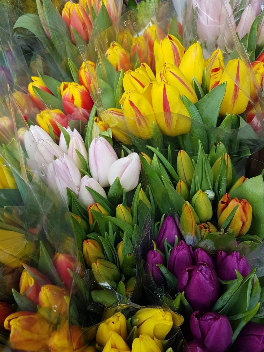 Tulips -Τουλίπα - Gardens