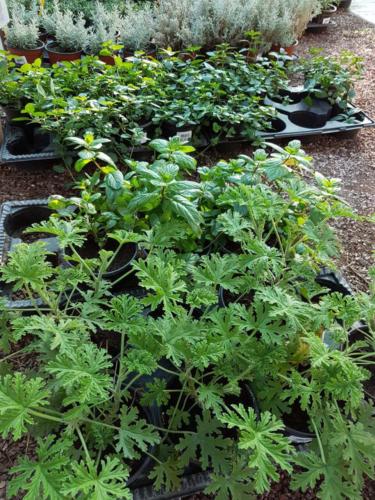 Herbs - Αρωματικά φυτά