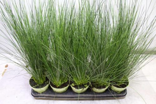 Juncus Pencil Grass - Gardens
