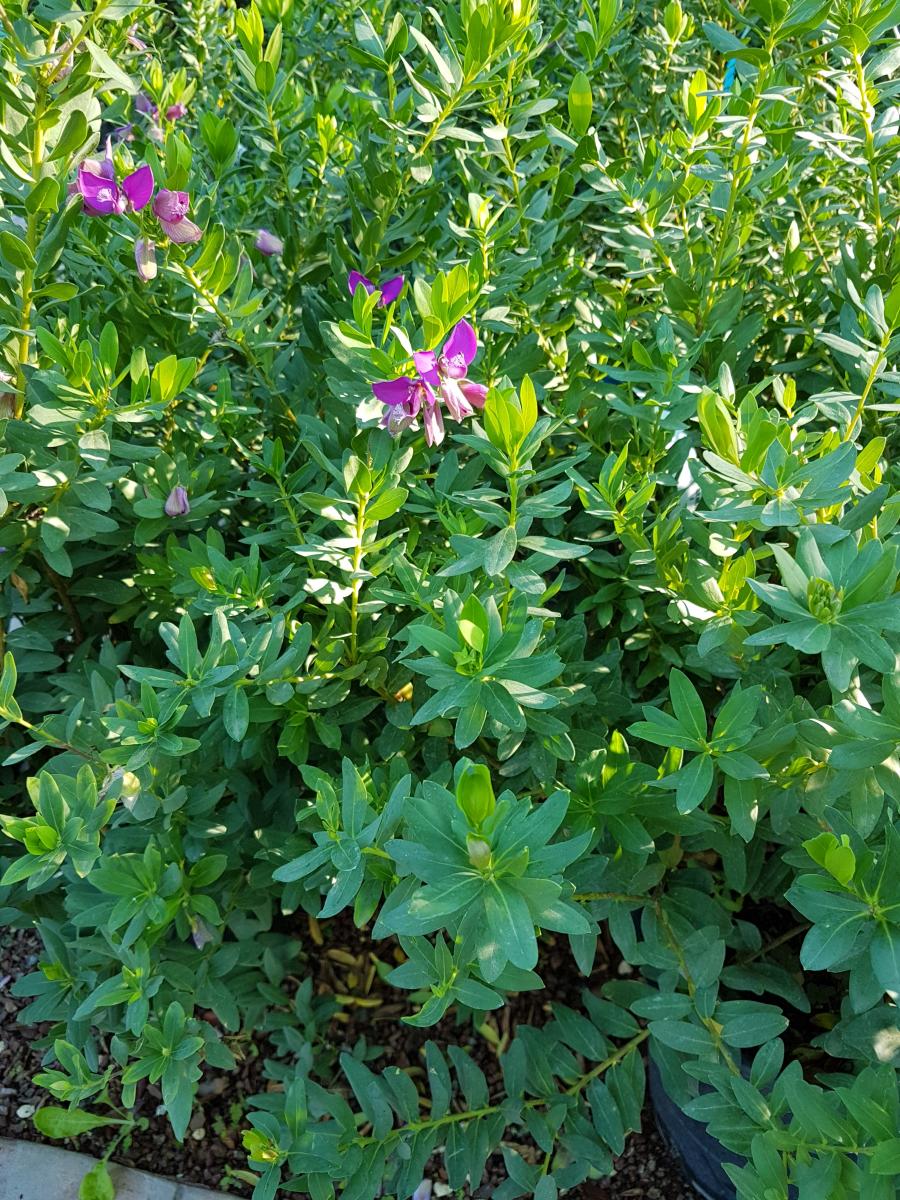 Polygala Gardens