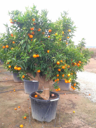 Citrus Reticulata – Μανταρινιά Αρακαπά
