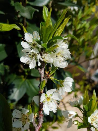 Prunus domestica - Φορμόζα