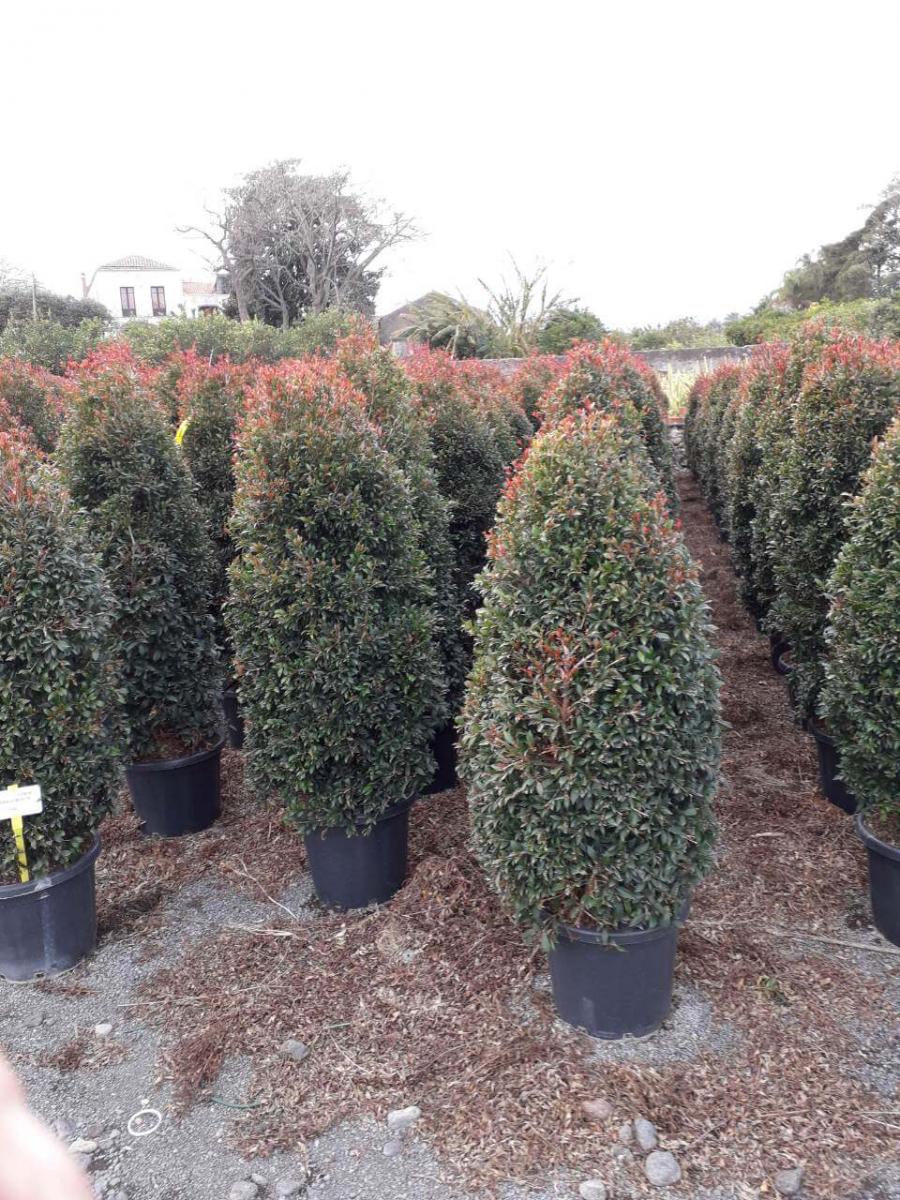 Eugenia Etna fire - Gardens