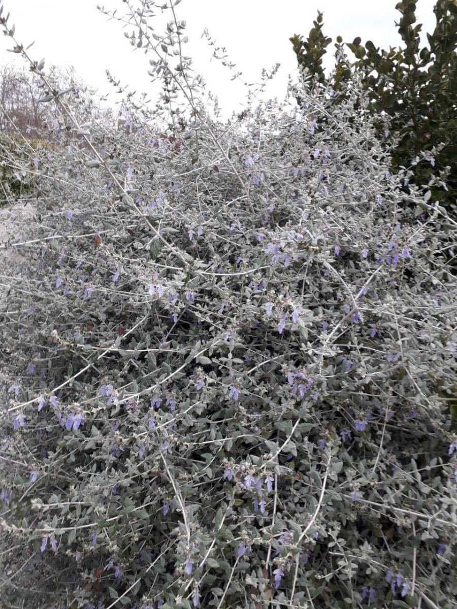 Teucrium Gardens