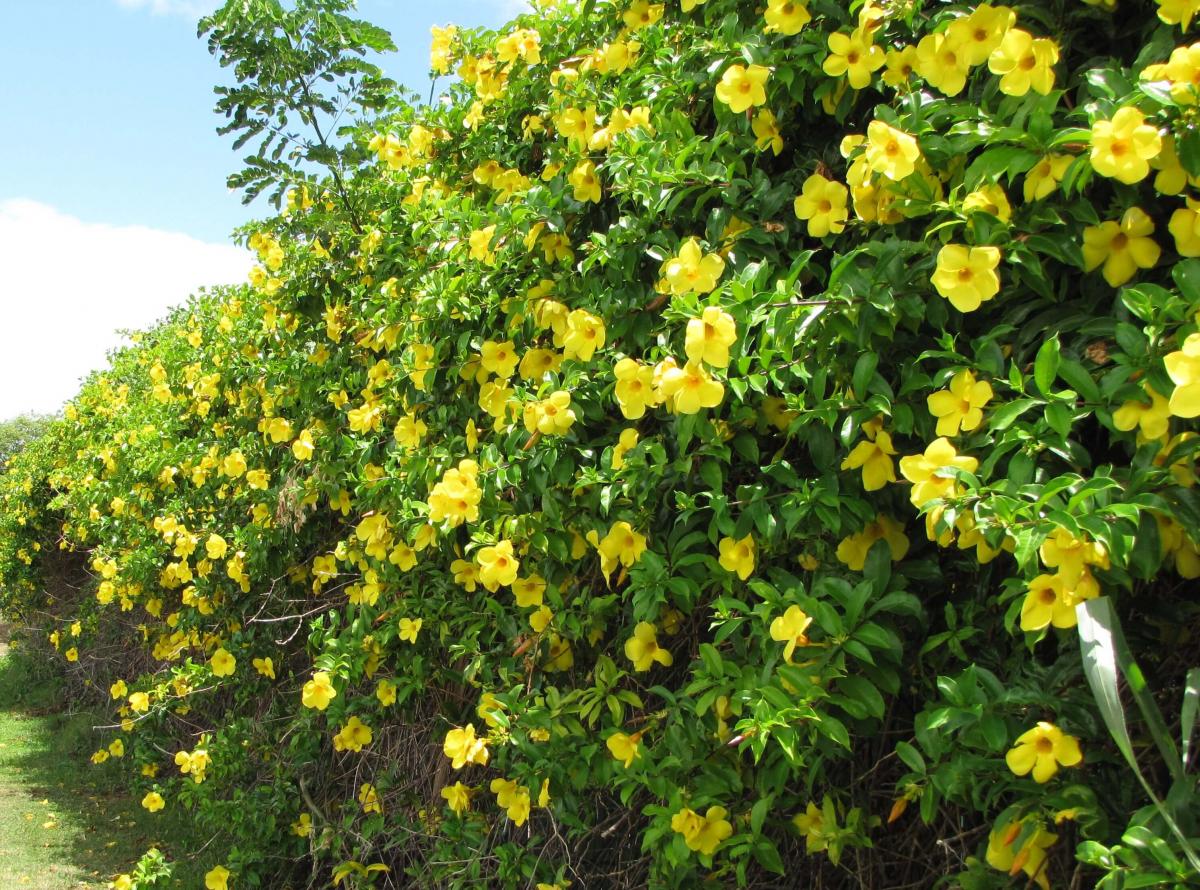 Wrong Flower Image