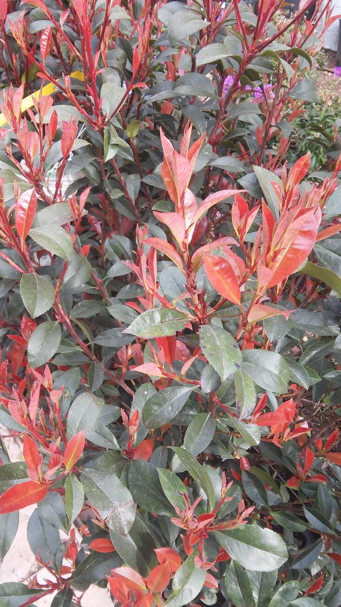 Eugenia uniflora Etna fire - Gardens