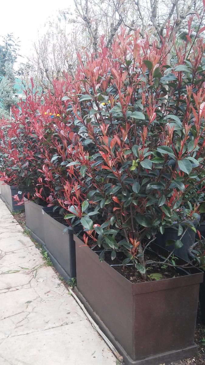 Eugenia uniflora Etna fire - Gardens